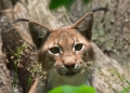 Luchs im Wildpark Saarbrücken