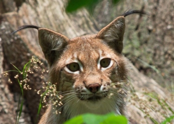 Luchs im Wildpark Saarbrücken
