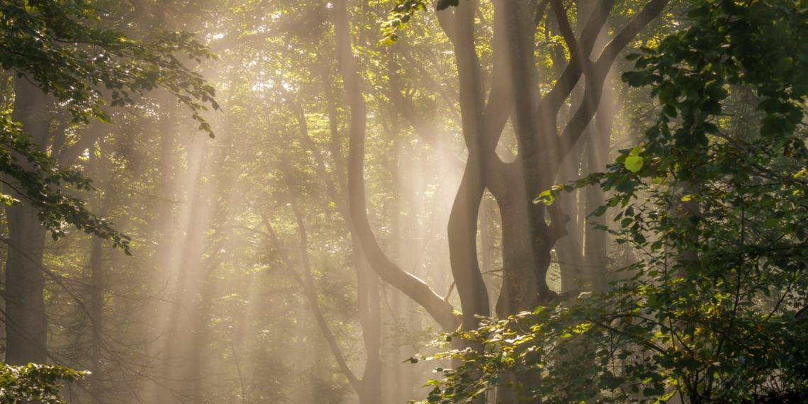 Ein Waldstück in der Morgensonne | Bild: Regio-Journal