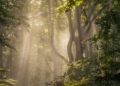 Ein Waldstück in der Morgensonne | Bild: Regio-Journal