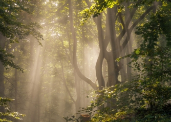 Ein Waldstück in der Morgensonne | Bild: Regio-Journal