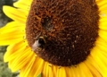 Hummel bestäubt Sonnenblume, über dts