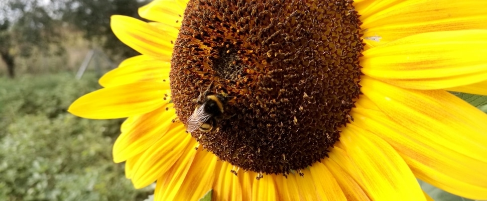Hummel bestäubt Sonnenblume, über dts