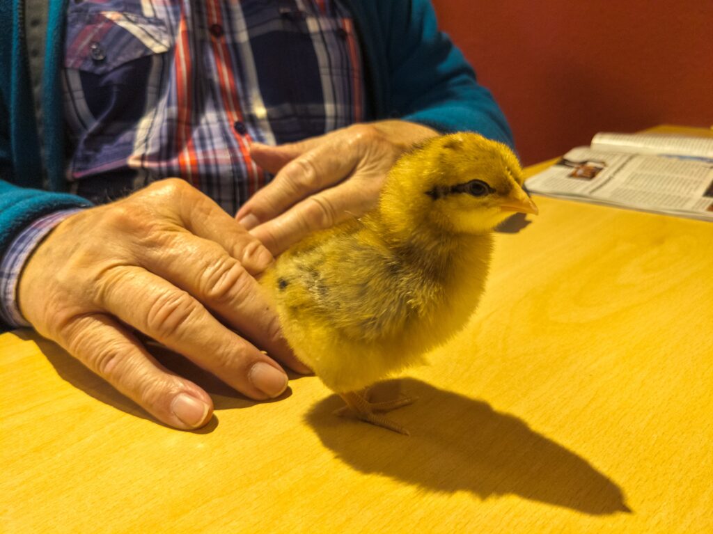 Wenn aus Eiern Küken werden 15 Kueken Gevita 1