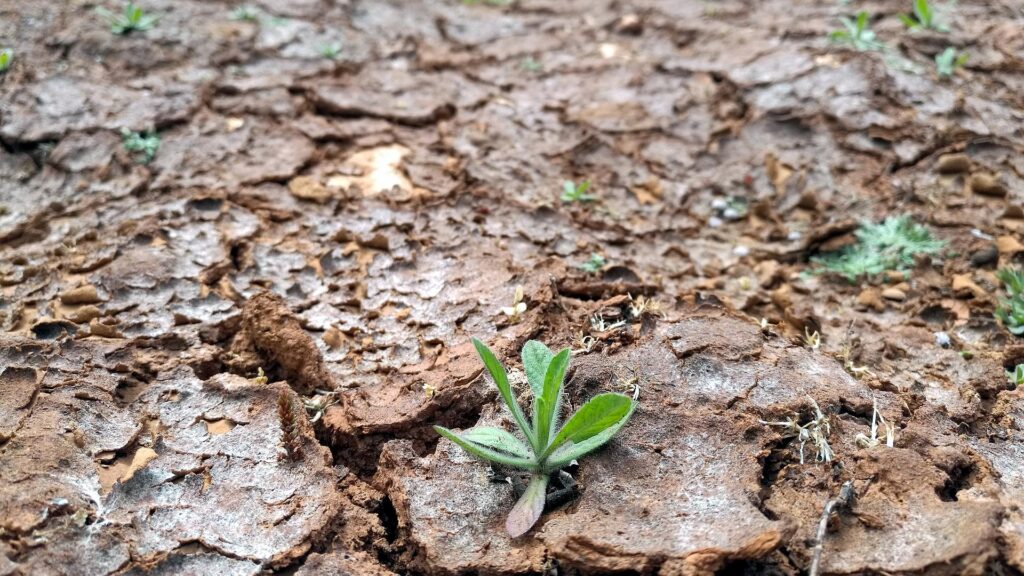 Vergangener Monat war zweitheißester April seit Aufzeichnungsbeginn 12 Trockenes Feld (Archiv)