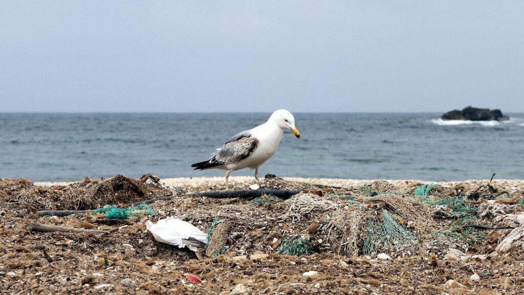 Möwe auf einem Müllhaufen am Meer