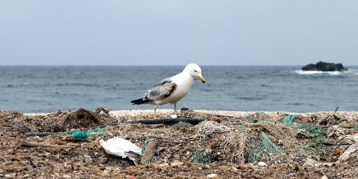 Möwe auf einem Müllhaufen am Meer