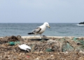 Möwe auf einem Müllhaufen am Meer