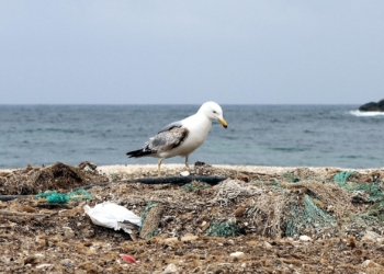 Möwe auf einem Müllhaufen am Meer
