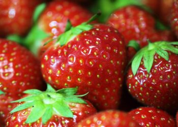Erdbeeren (Archiv)