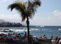 Palme an einem Strand (Archiv)