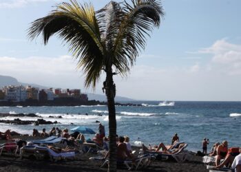 Palme an einem Strand (Archiv)