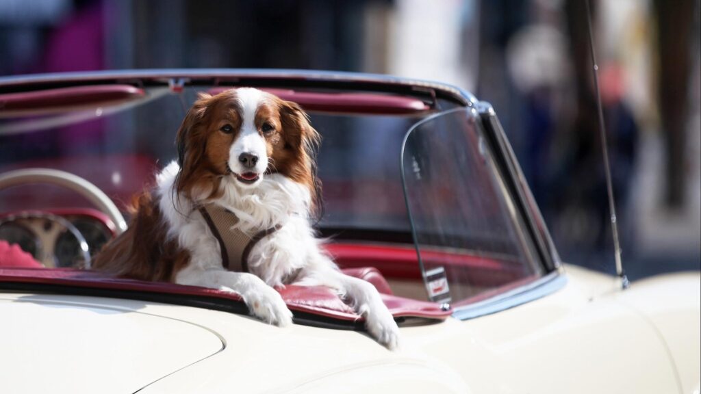 Hund in einem Oldtimer (Archiv)