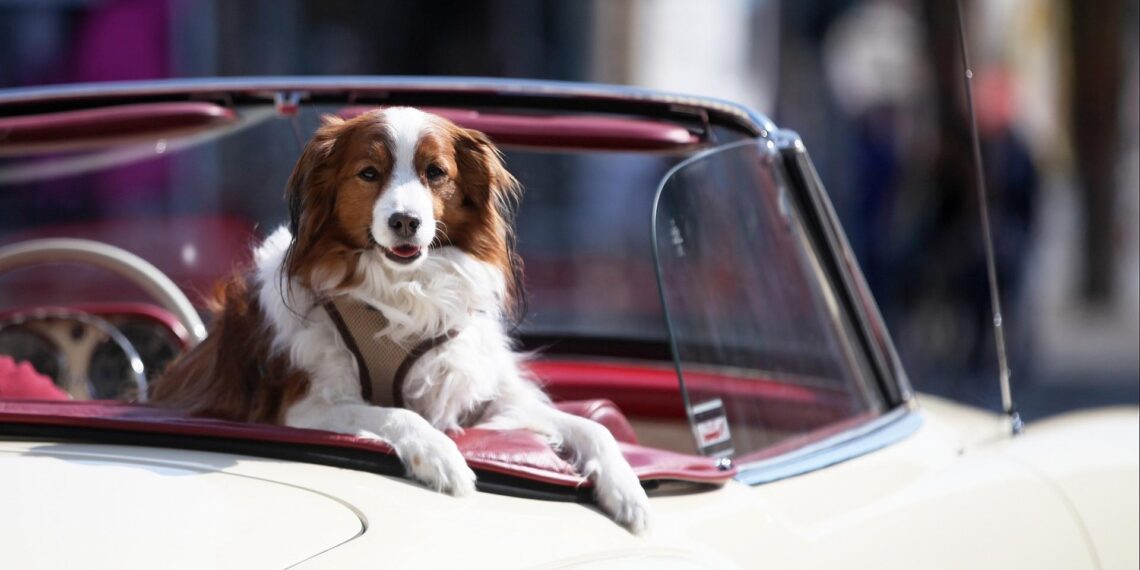 Hund in einem Oldtimer (Archiv)