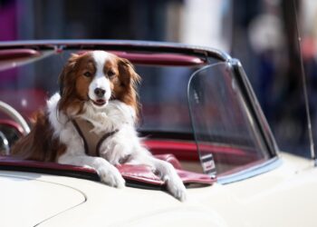 Hund in einem Oldtimer (Archiv)