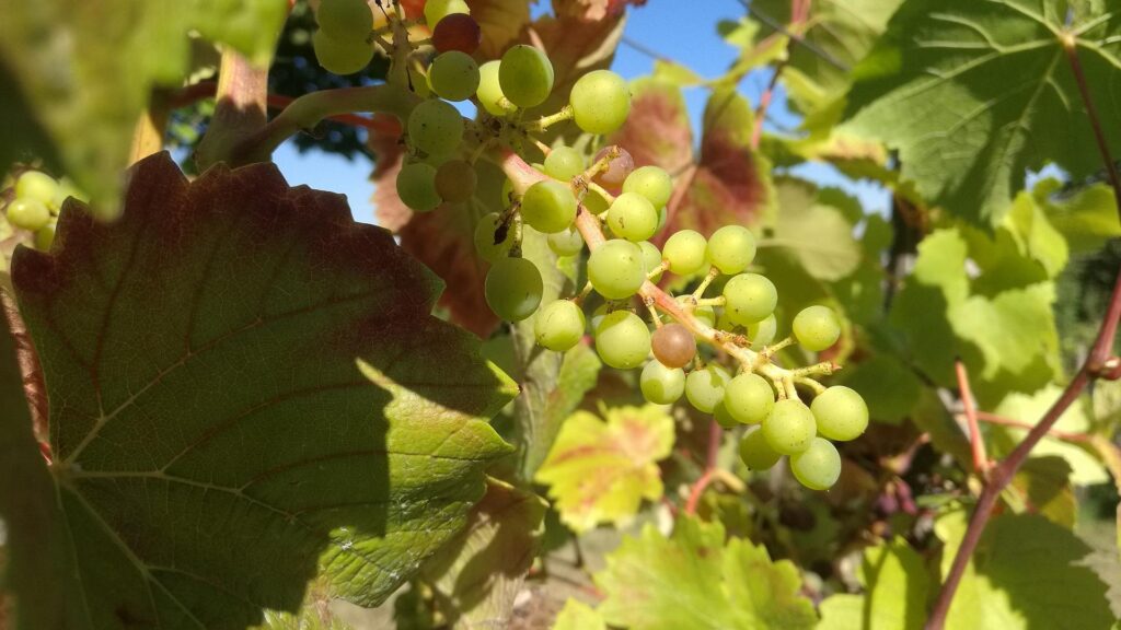 Winzer befürchten erheblichen Rückgang des Steillagenweinbaus 5 Weinstock (Archiv)