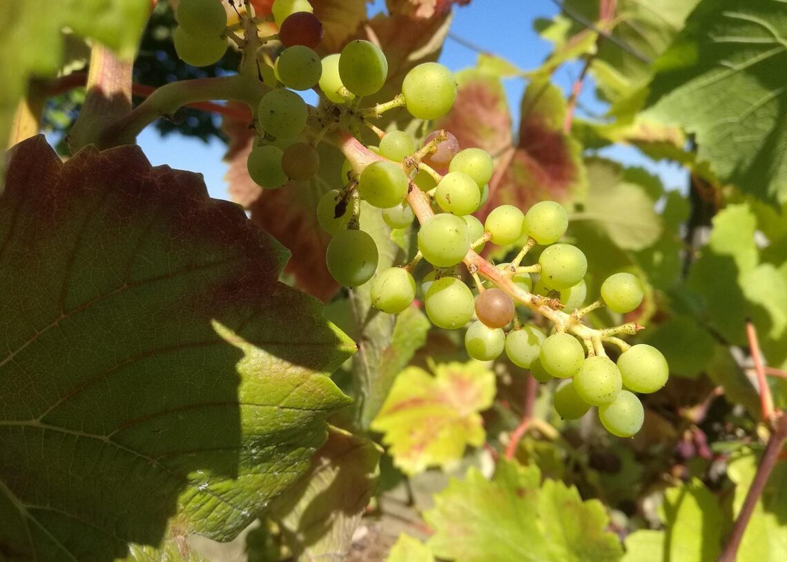 Weinstock (Archiv)
