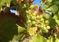 Weinstock (Archiv)