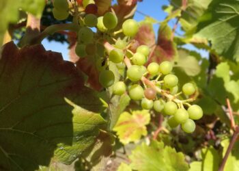 Weinstock (Archiv)