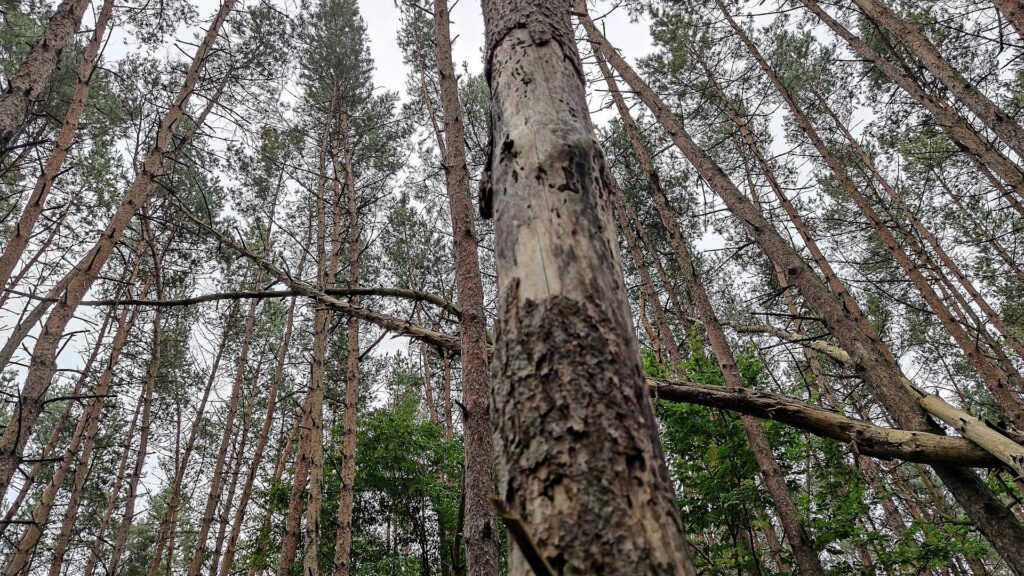 Studie: 320 Millionen Bäume sterben jährlich durch Blitze 13 Wald (Archiv)