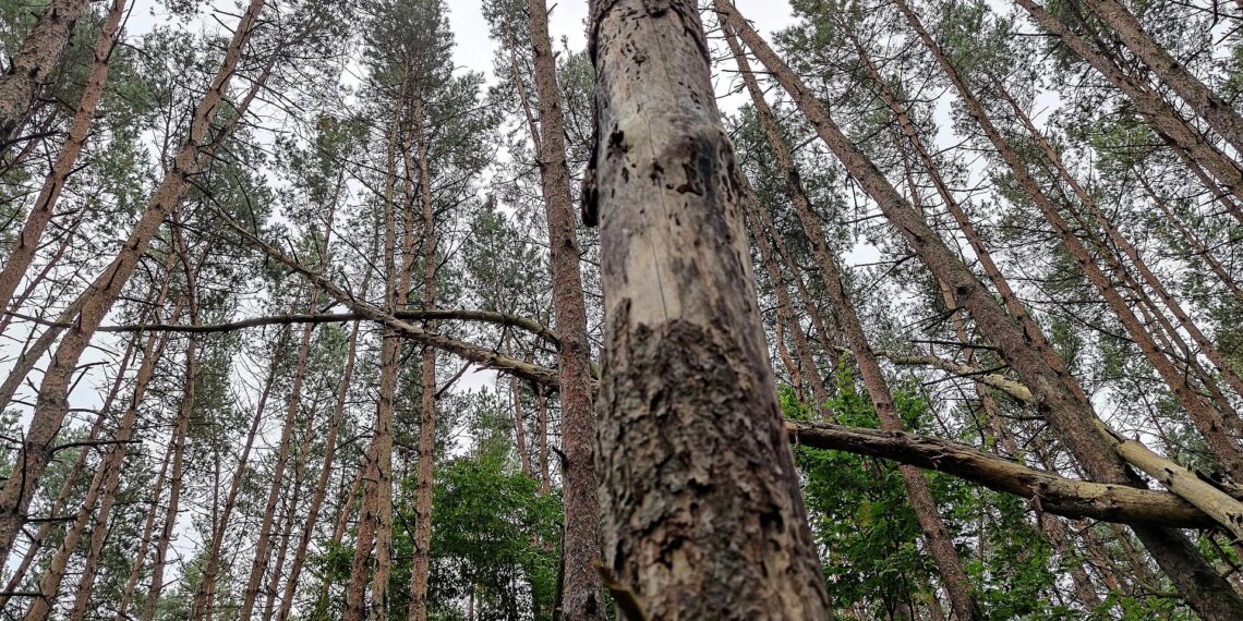 Wald (Archiv)
