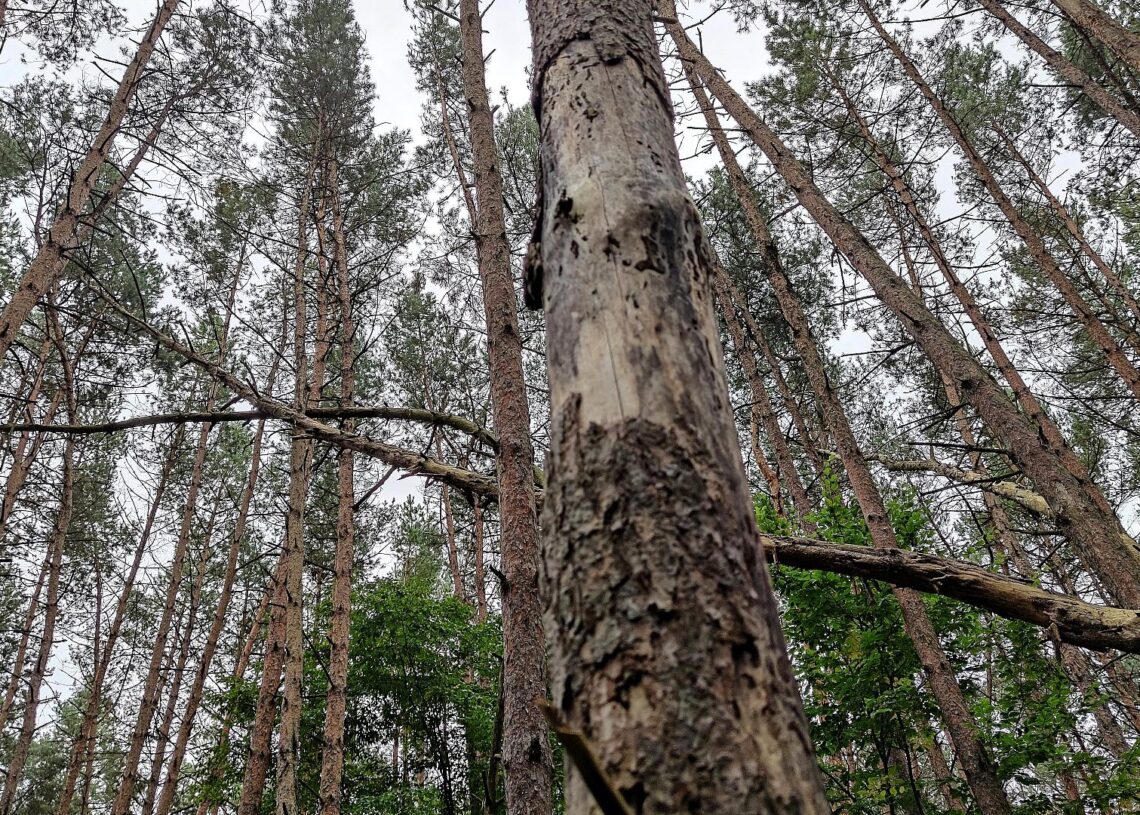 Wald (Archiv)