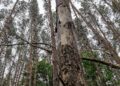 Wald (Archiv)