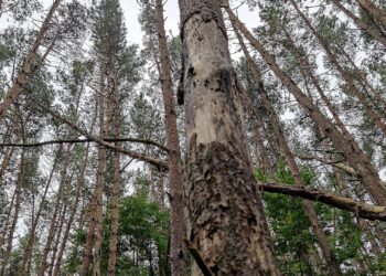 Wald (Archiv)
