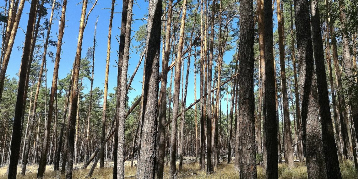 Wald (Archiv)