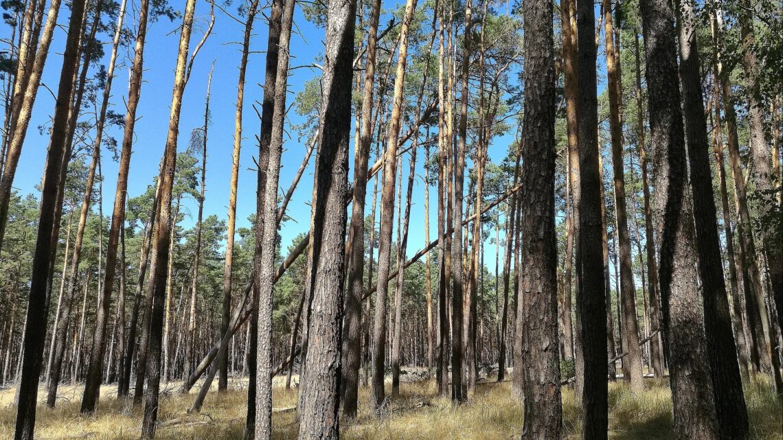 Wald (Archiv)