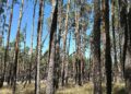 Wald (Archiv)