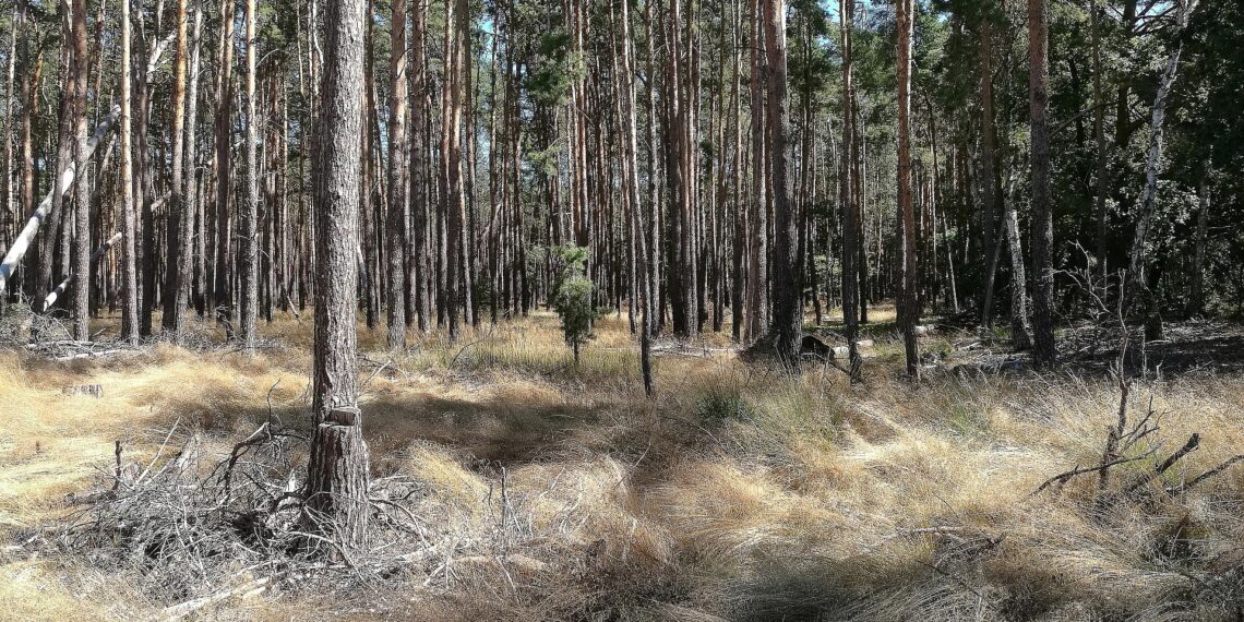 Wald (Archiv)