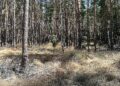 Wald (Archiv)