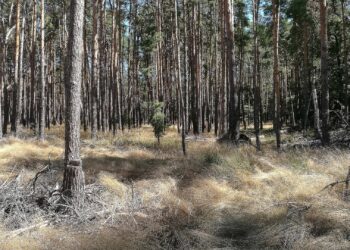 Wald (Archiv)