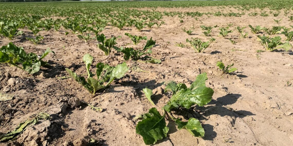 Sommerregen füllt Grundwasserspeicher nicht hinreichend auf 1 Trockenes Salatfeld (Archiv)