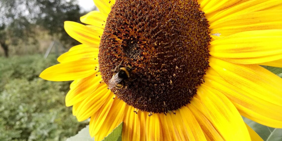 Hummel bestäubt Sonnenblume (Archiv)