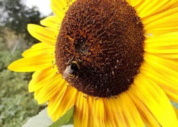 Hummel bestäubt Sonnenblume (Archiv)