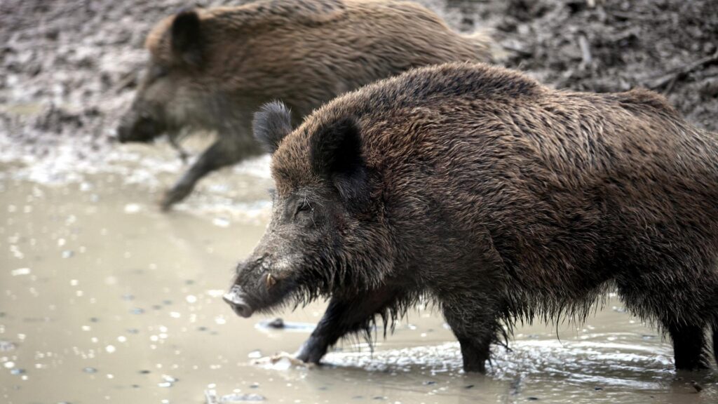 Wildschwein (Archiv)