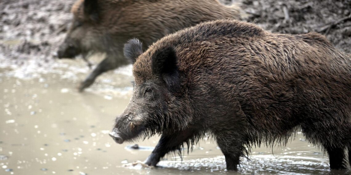 Wildschwein (Archiv)