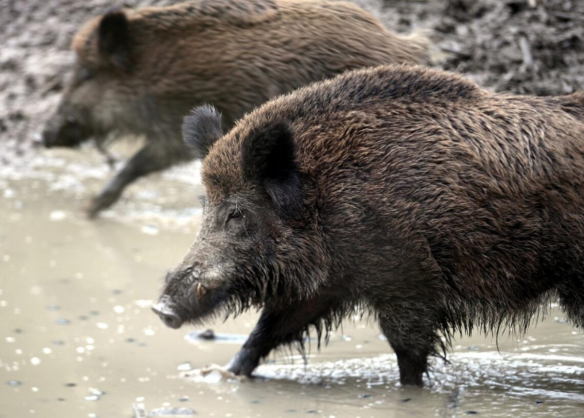 Wildschwein (Archiv)