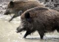 Wildschwein (Archiv)