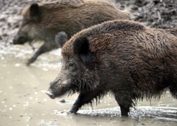 Wildschwein (Archiv)