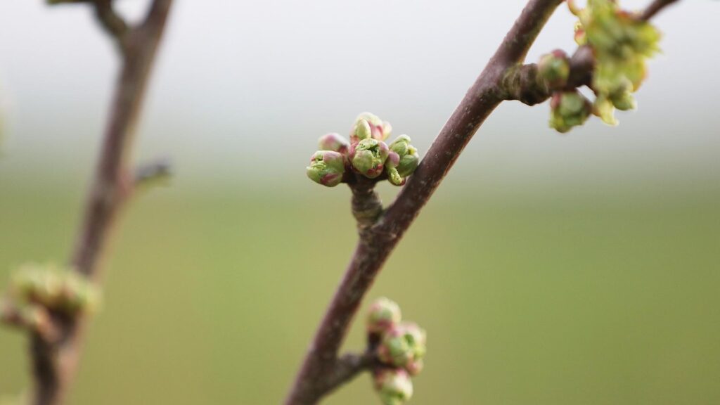 Knospen an einem Kirschbaum (Archiv)