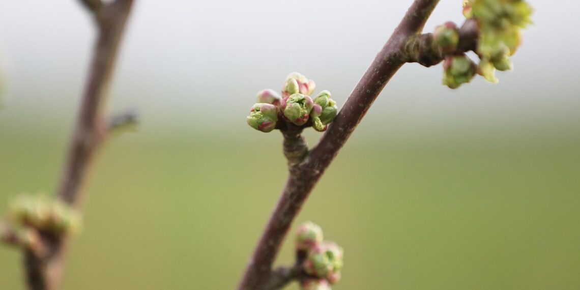 Knospen an einem Kirschbaum (Archiv)