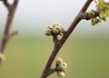 Knospen an einem Kirschbaum (Archiv)