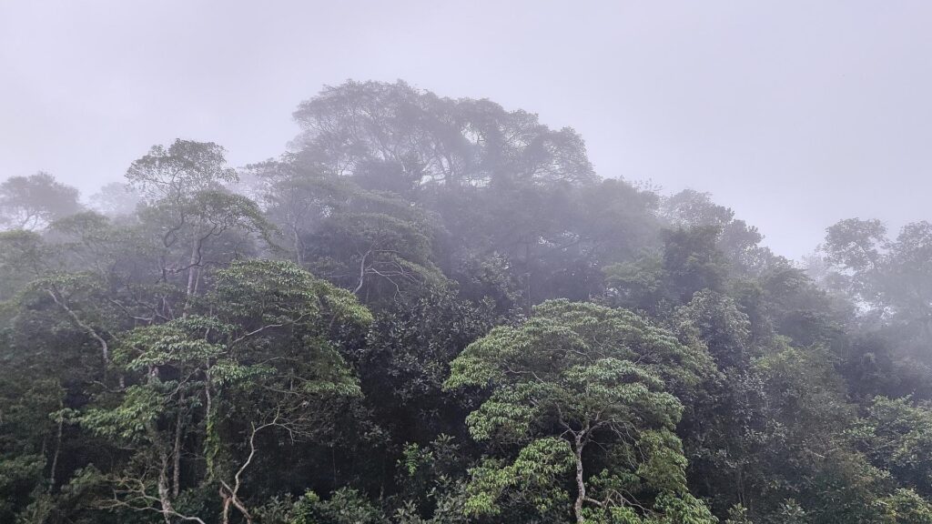 Brasilianischer Regenwald (Archiv)