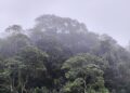 Brasilianischer Regenwald (Archiv)