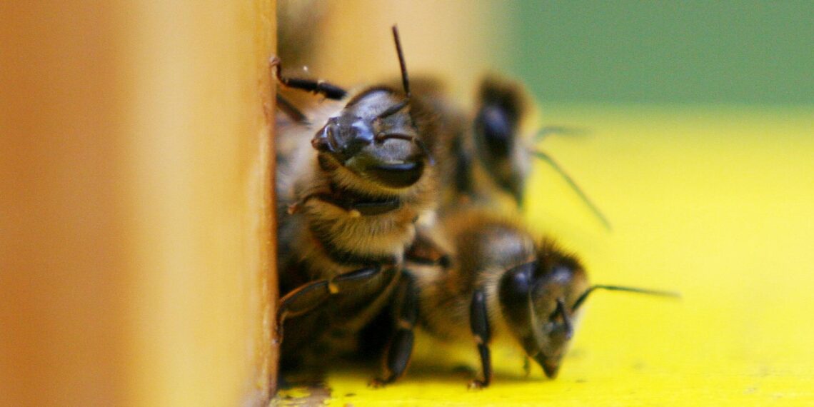 Bienen (Archiv)