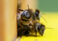 Bienen (Archiv)