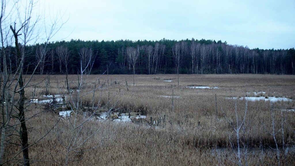 Moorlandschaft (Archiv)